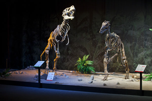 Výstava Dinosaurium - Foto: Dinosaurium